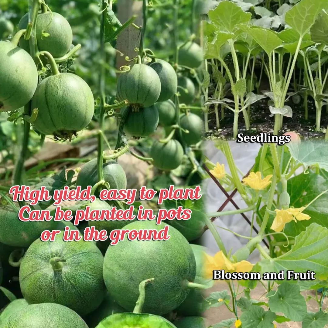🍈Emerald Melon Seeds🎈Sweet & Delicious Easy to Grow🎉Limited Time Offer