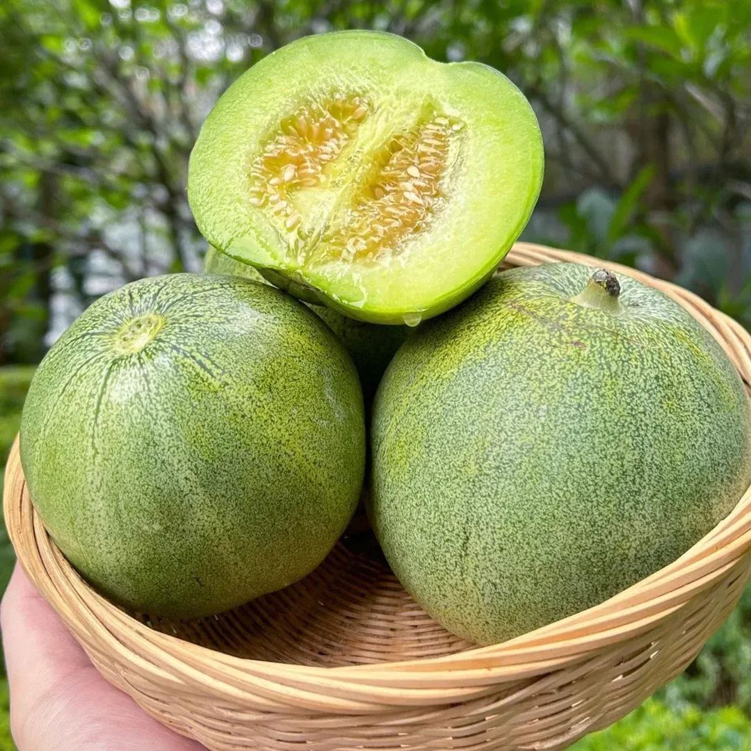 🍈Emerald Melon Seeds🎈Sweet & Delicious Easy to Grow🎉Limited Time Offer