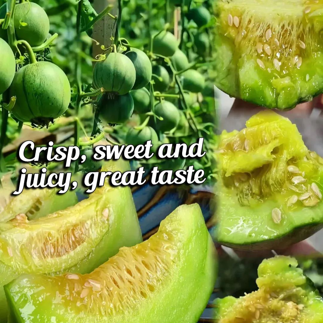 🍈Emerald Melon Seeds🎈Sweet & Delicious Easy to Grow🎉Limited Time Offer