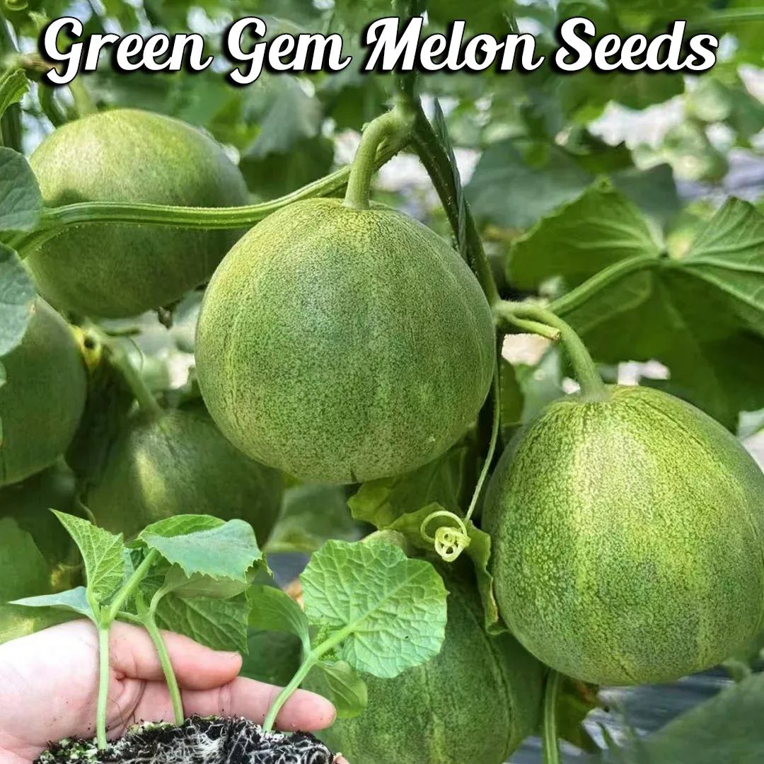 🍈Emerald Melon Seeds🎈Sweet & Delicious Easy to Grow🎉Limited Time Offer