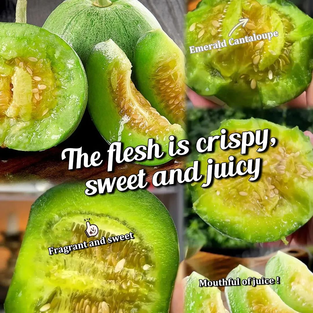 🍈Emerald Melon Seeds🎈Sweet & Delicious Easy to Grow🎉Limited Time Offer