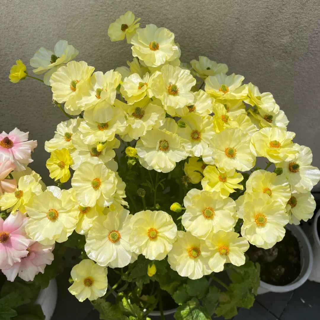 🦋 Butterfly Ranunculus Seeds