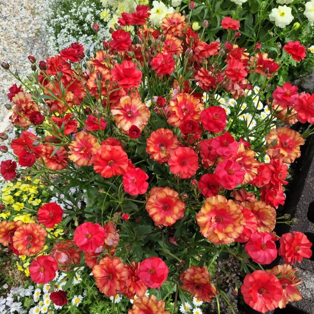🦋 Butterfly Ranunculus Seeds