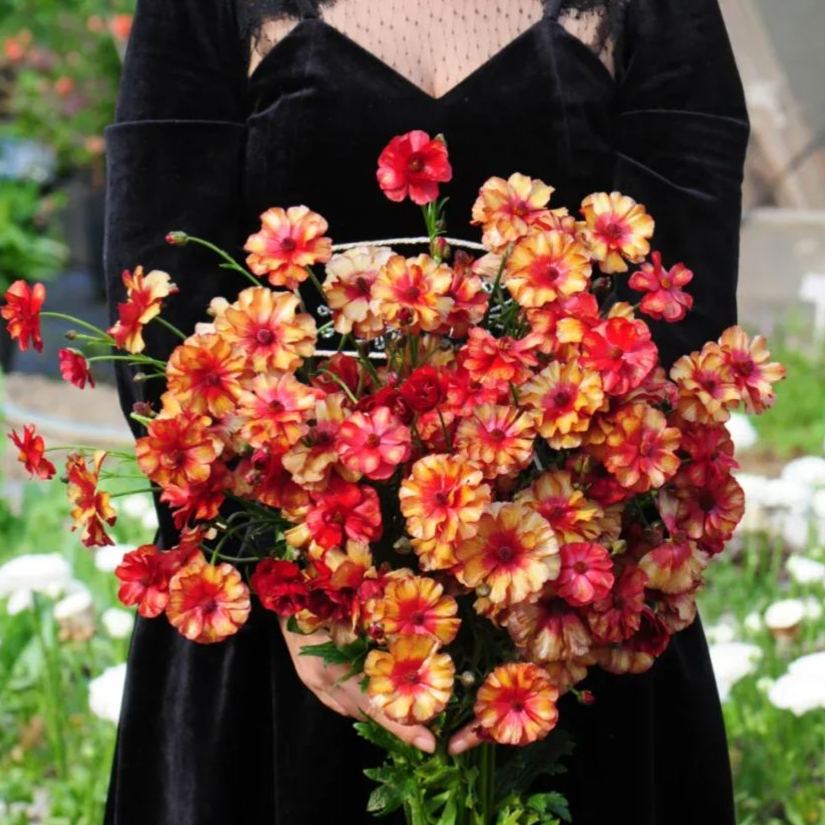 🦋 Butterfly Ranunculus Seeds