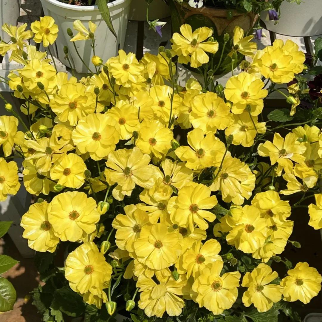 🦋 Butterfly Ranunculus Seeds