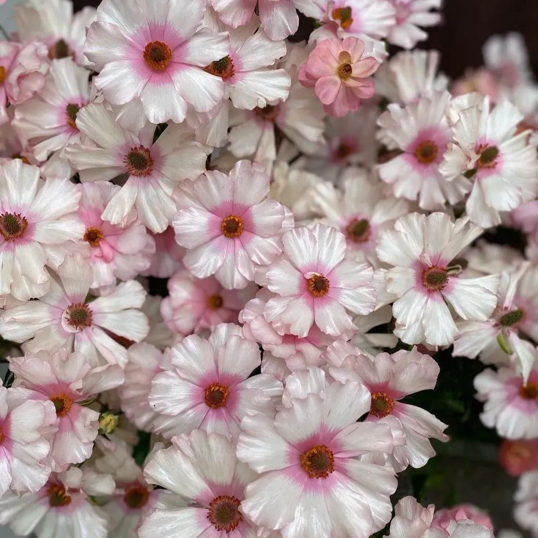 🦋 Butterfly Ranunculus Seeds