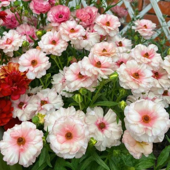 🦋 Butterfly Ranunculus Seeds