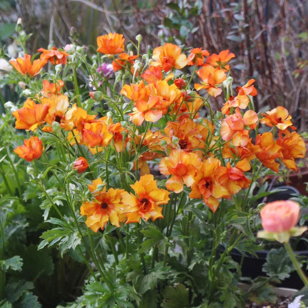 🦋 Butterfly Ranunculus Seeds