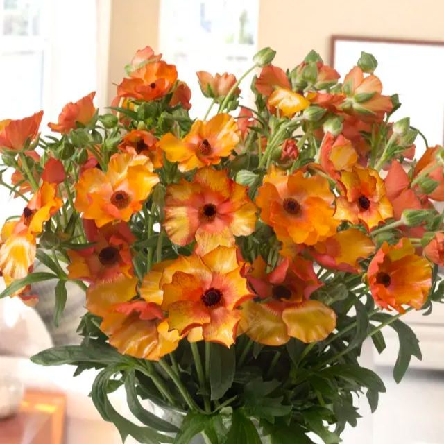 🦋 Butterfly Ranunculus Seeds