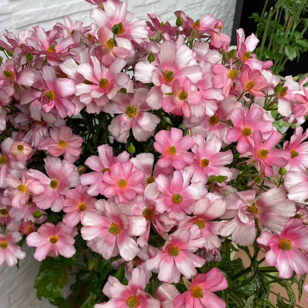 🦋 Butterfly Ranunculus Seeds