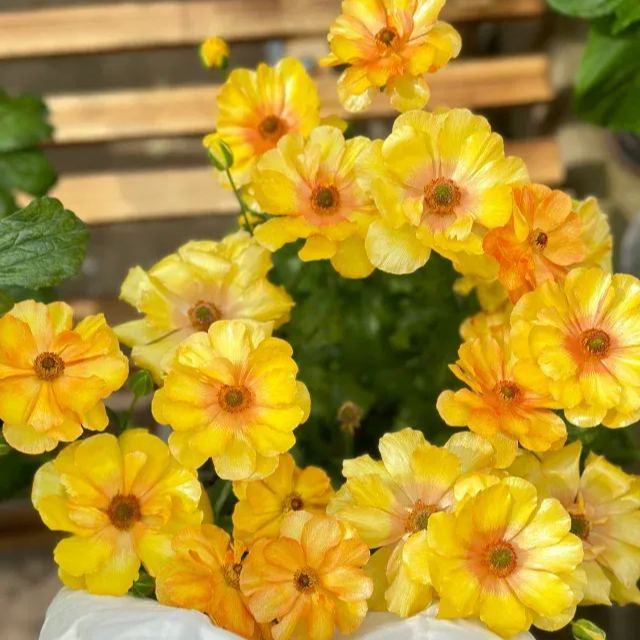 🦋 Butterfly Ranunculus Seeds