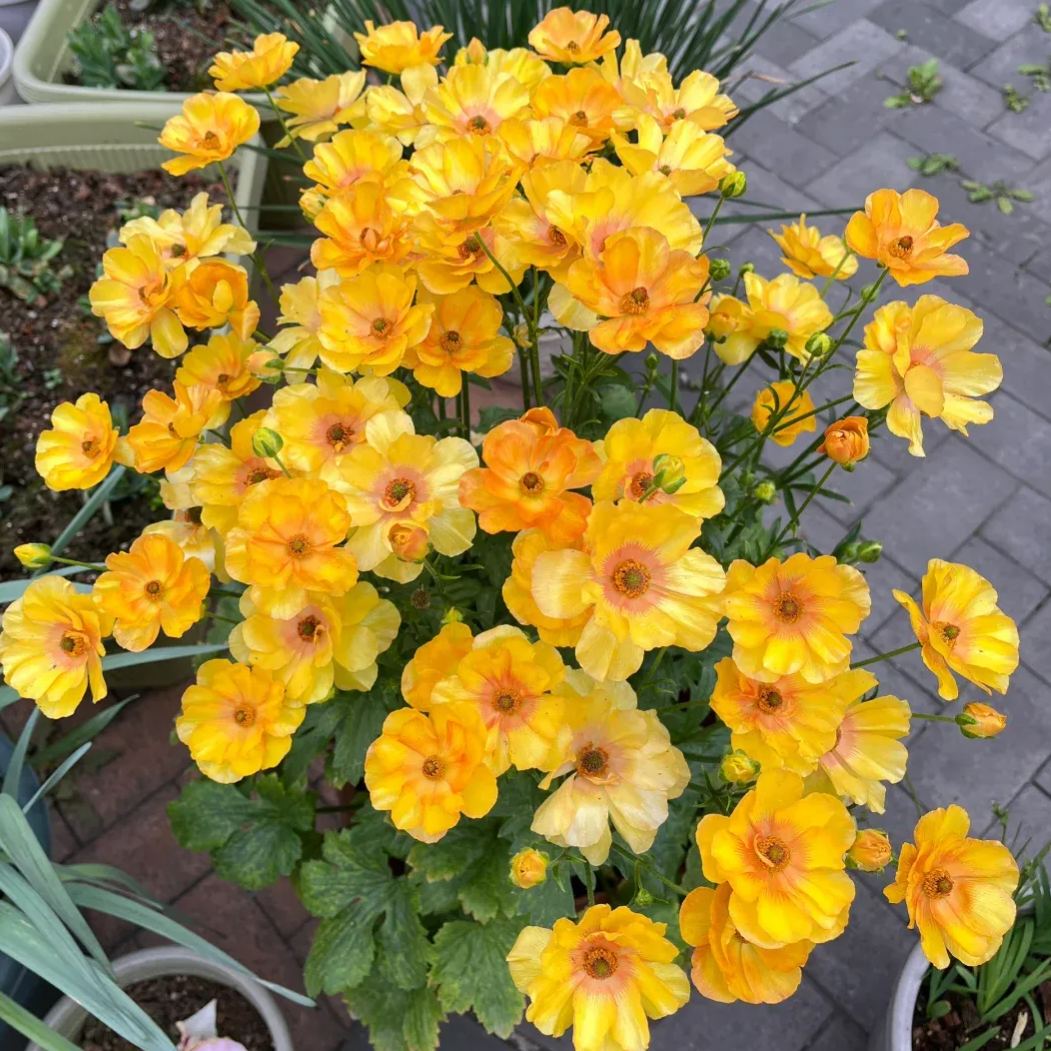 🦋 Butterfly Ranunculus Seeds