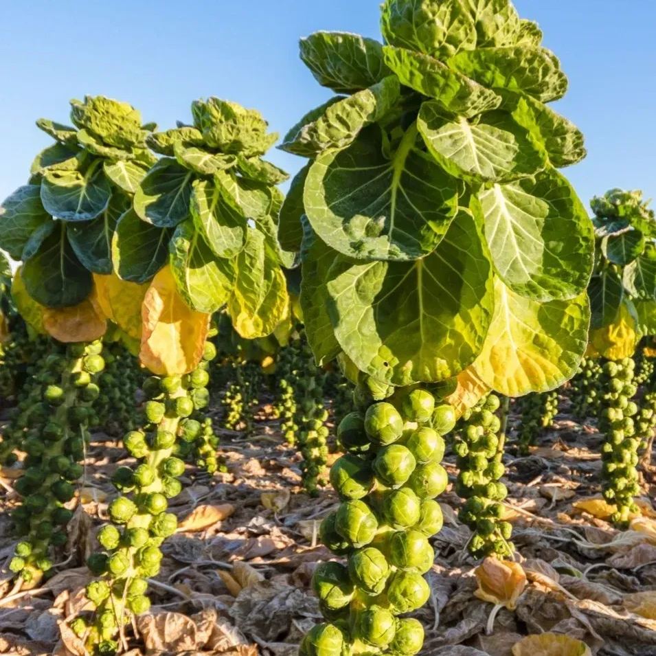 🥦Four-Season Brussels Sprouts Seeds