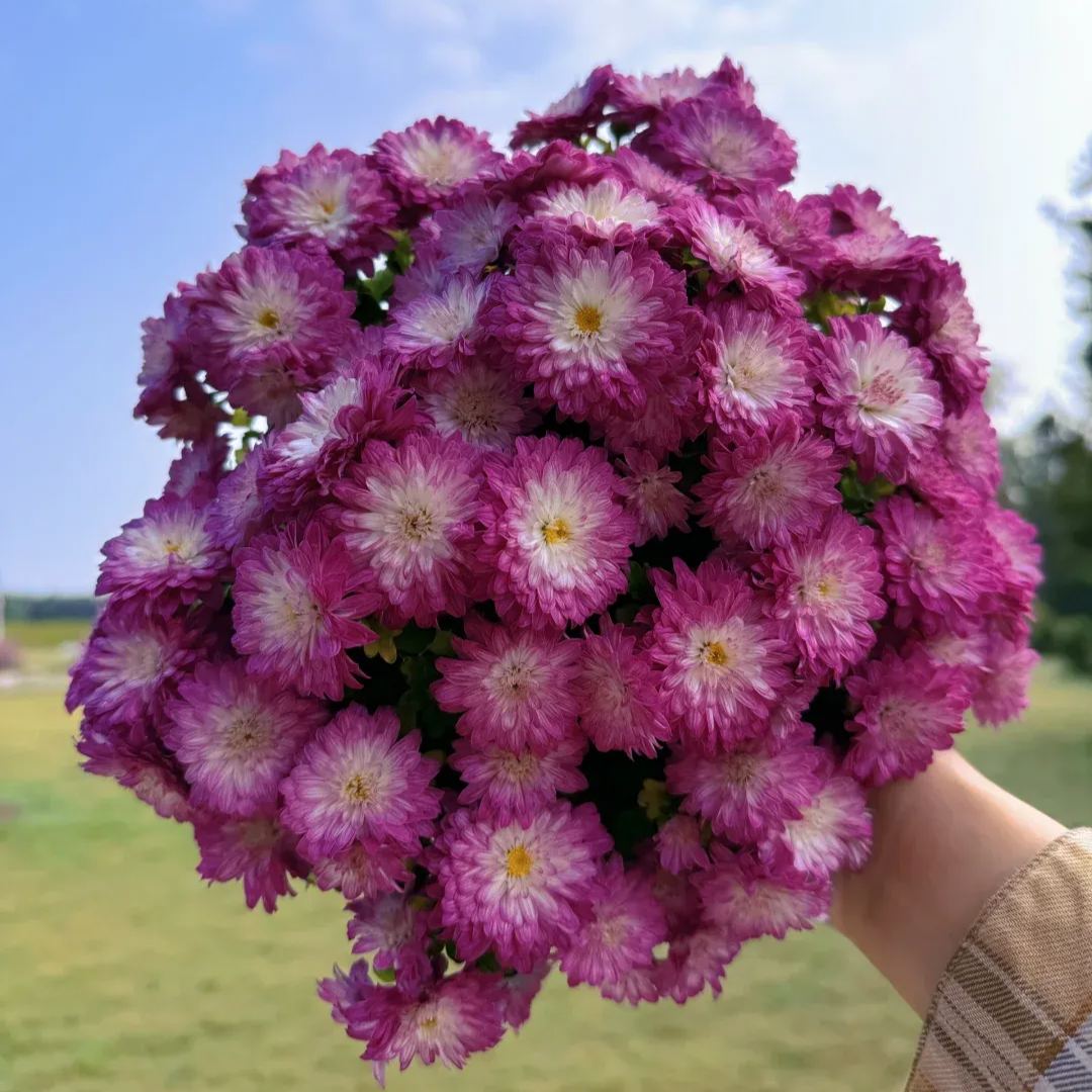 💥Hot-selling products🌼Candy chrysanthemum🌈Colorful chrysanthemum
