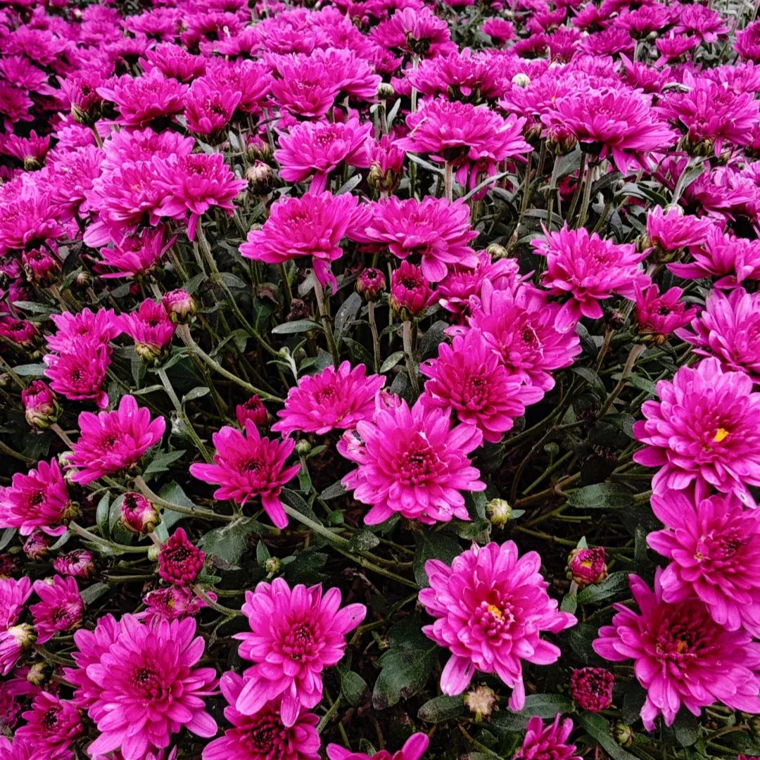 💥Hot-selling products🌼Candy chrysanthemum🌈Colorful chrysanthemum