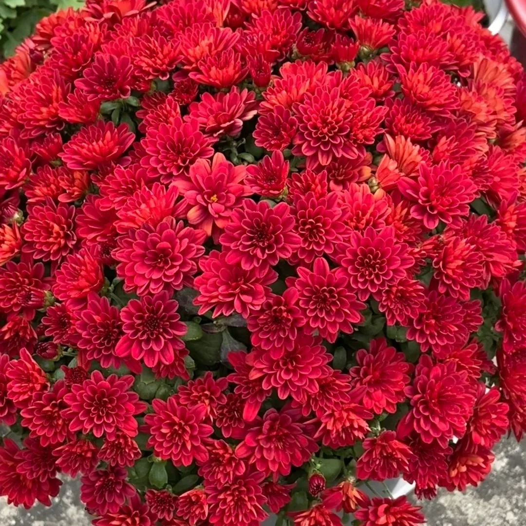 💥Hot-selling products🌼Candy chrysanthemum🌈Colorful chrysanthemum