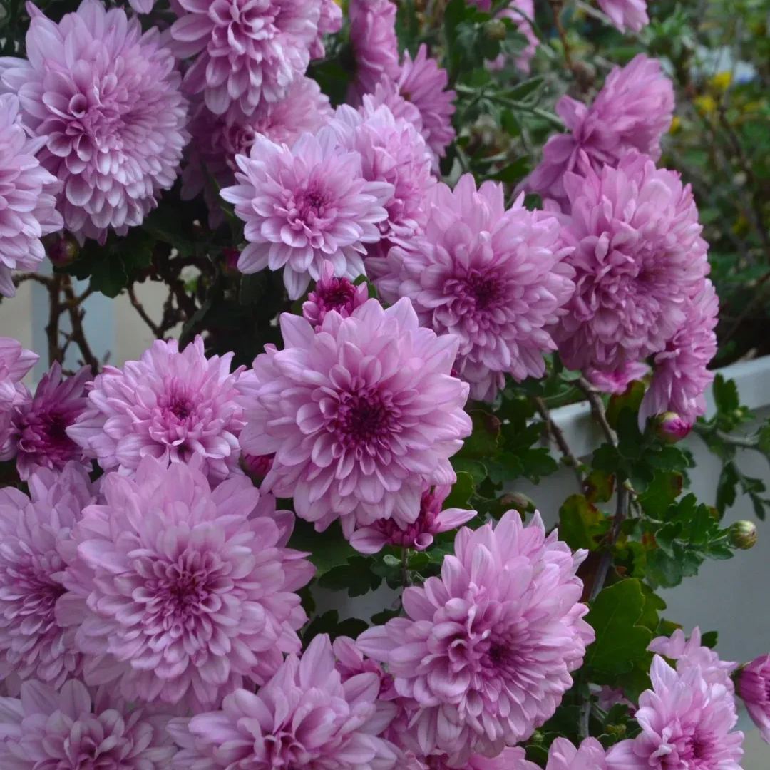 💥Hot-selling products🌼Candy chrysanthemum🌈Colorful chrysanthemum