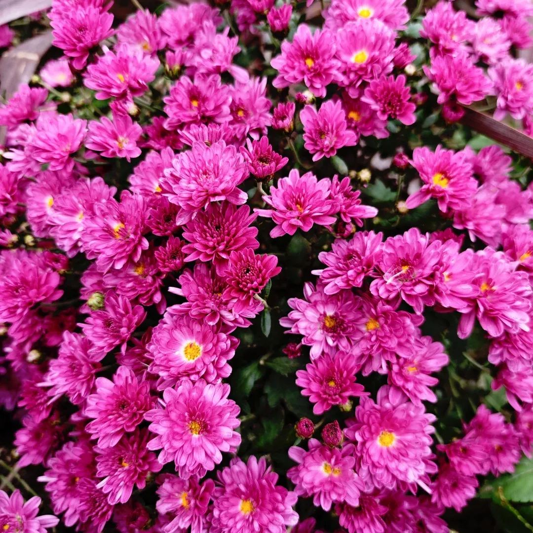 💥Hot-selling products🌼Candy chrysanthemum🌈Colorful chrysanthemum