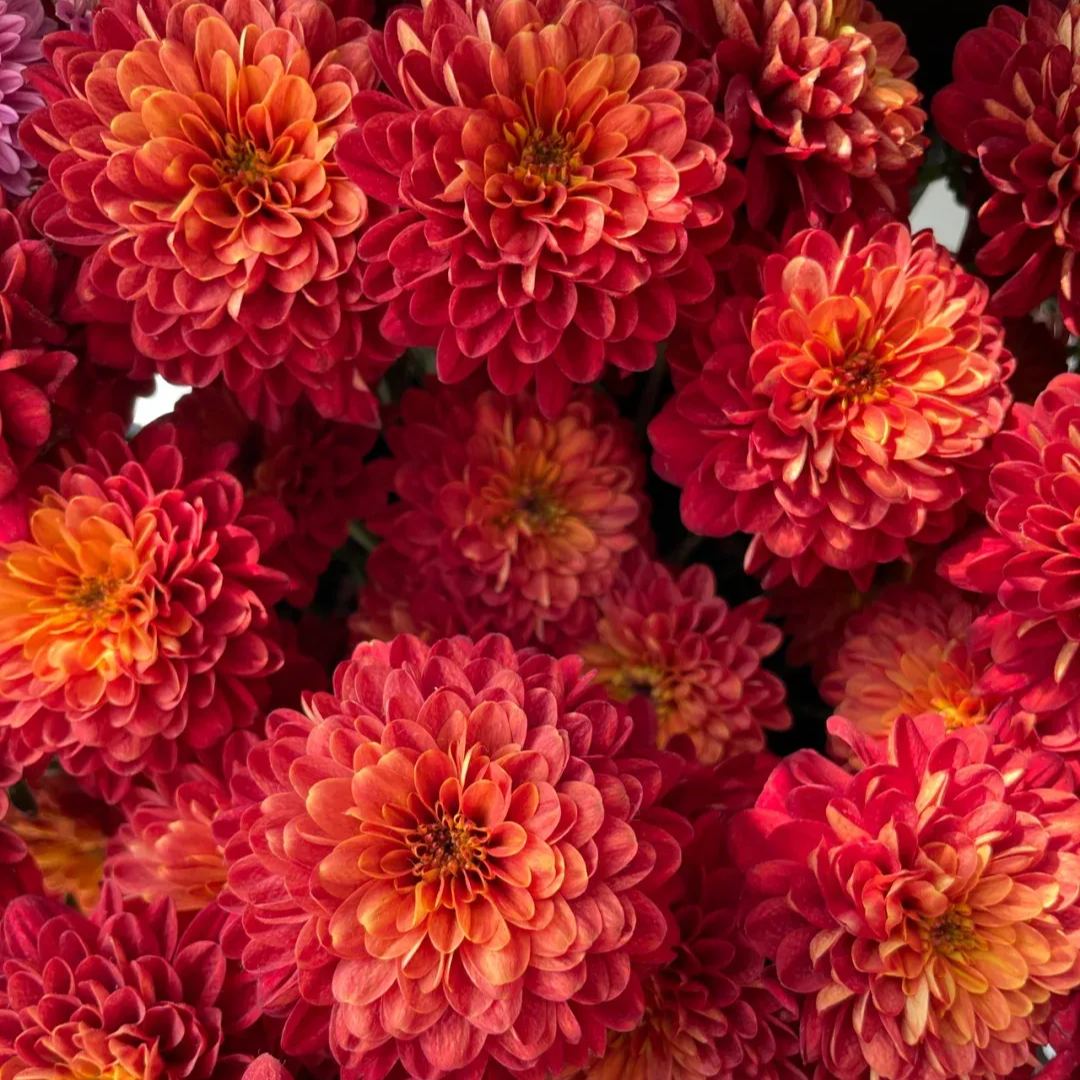 💥Hot-selling products🌼Candy chrysanthemum🌈Colorful chrysanthemum