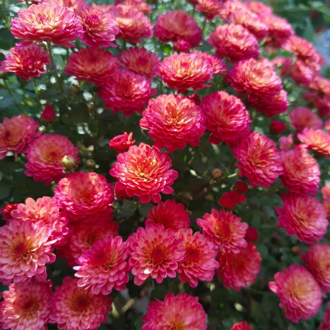 💥Hot-selling products🌼Candy chrysanthemum🌈Colorful chrysanthemum