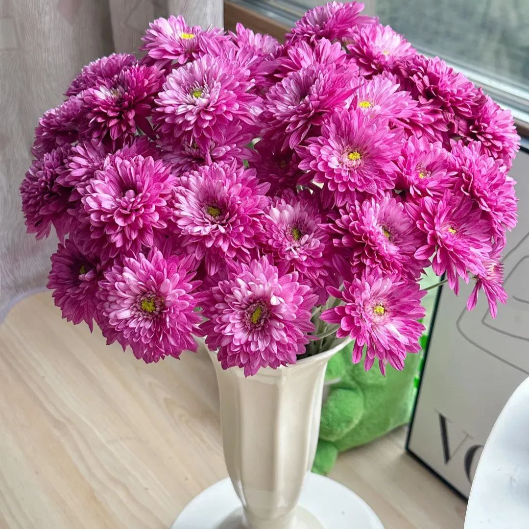 💥Hot-selling products🌼Candy chrysanthemum🌈Colorful chrysanthemum
