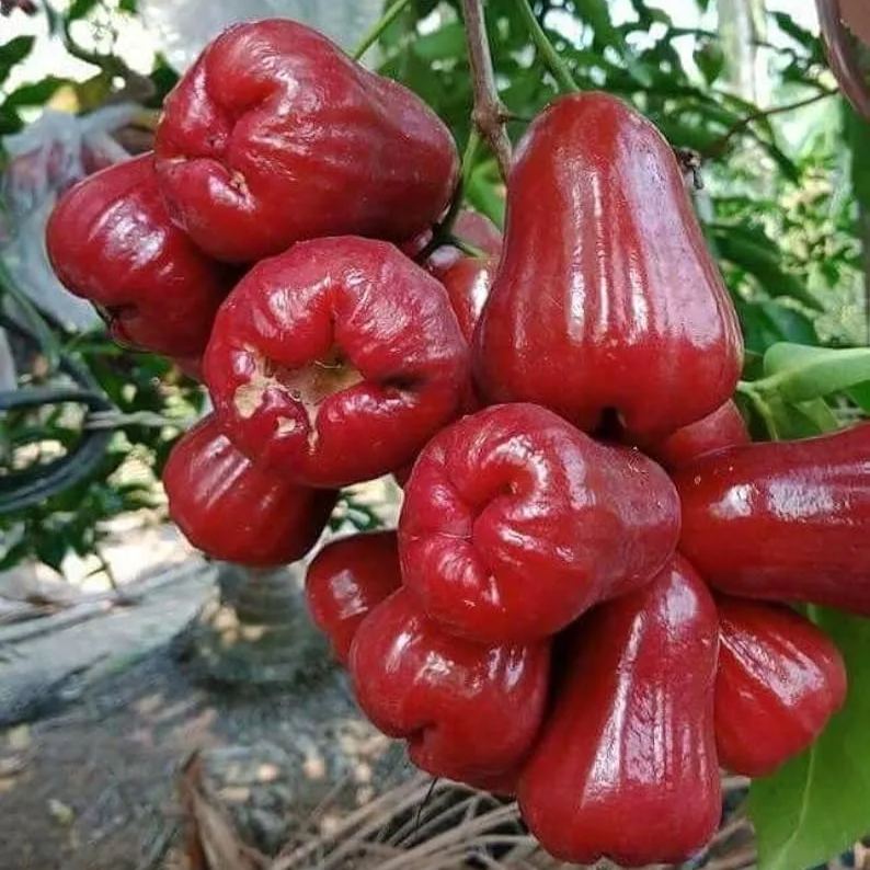 Four-Season Wax Apple Seeds