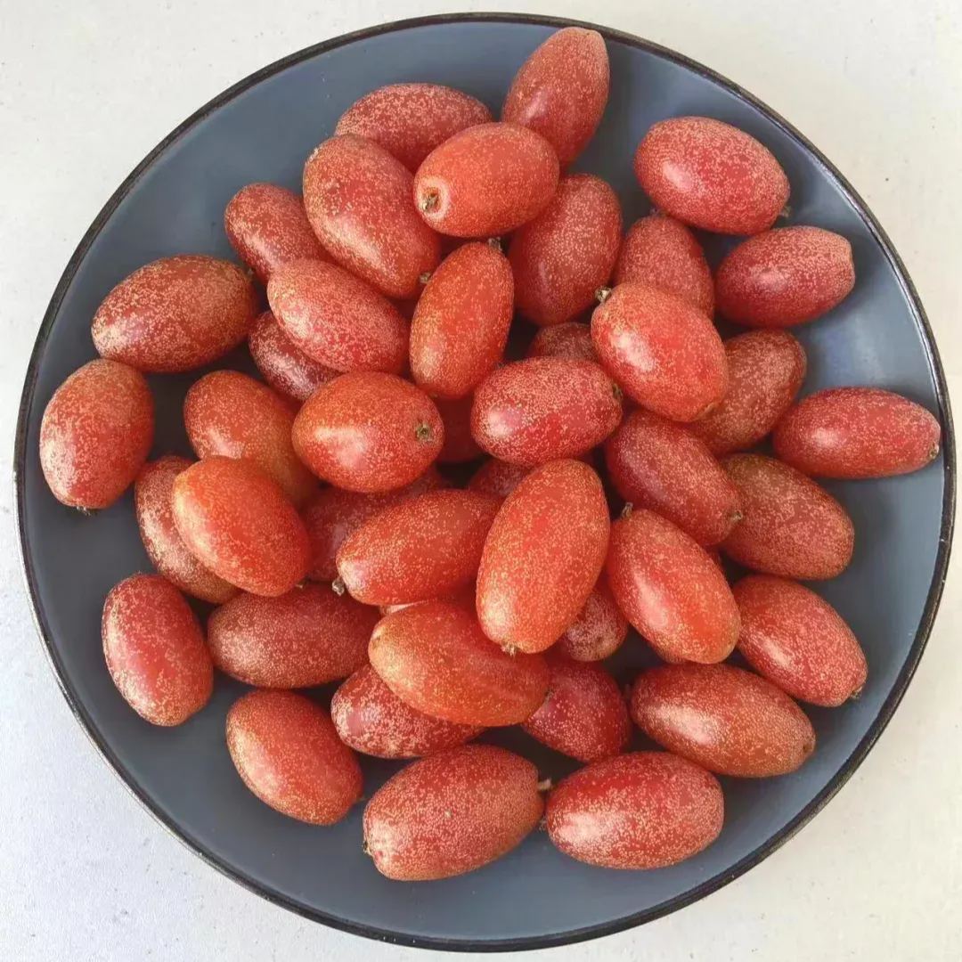 Elaeagnus Conferta Seeds