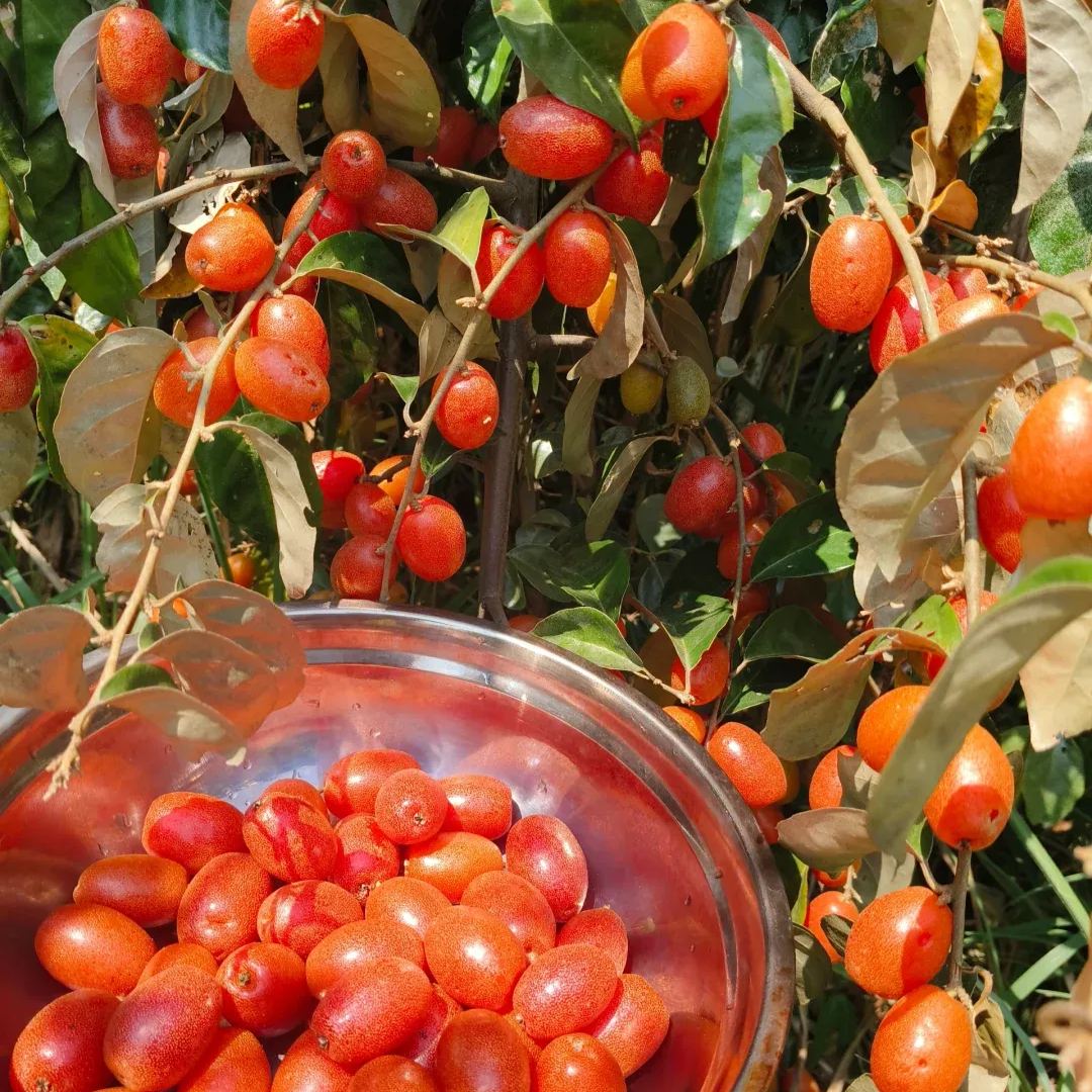Elaeagnus Conferta Seeds