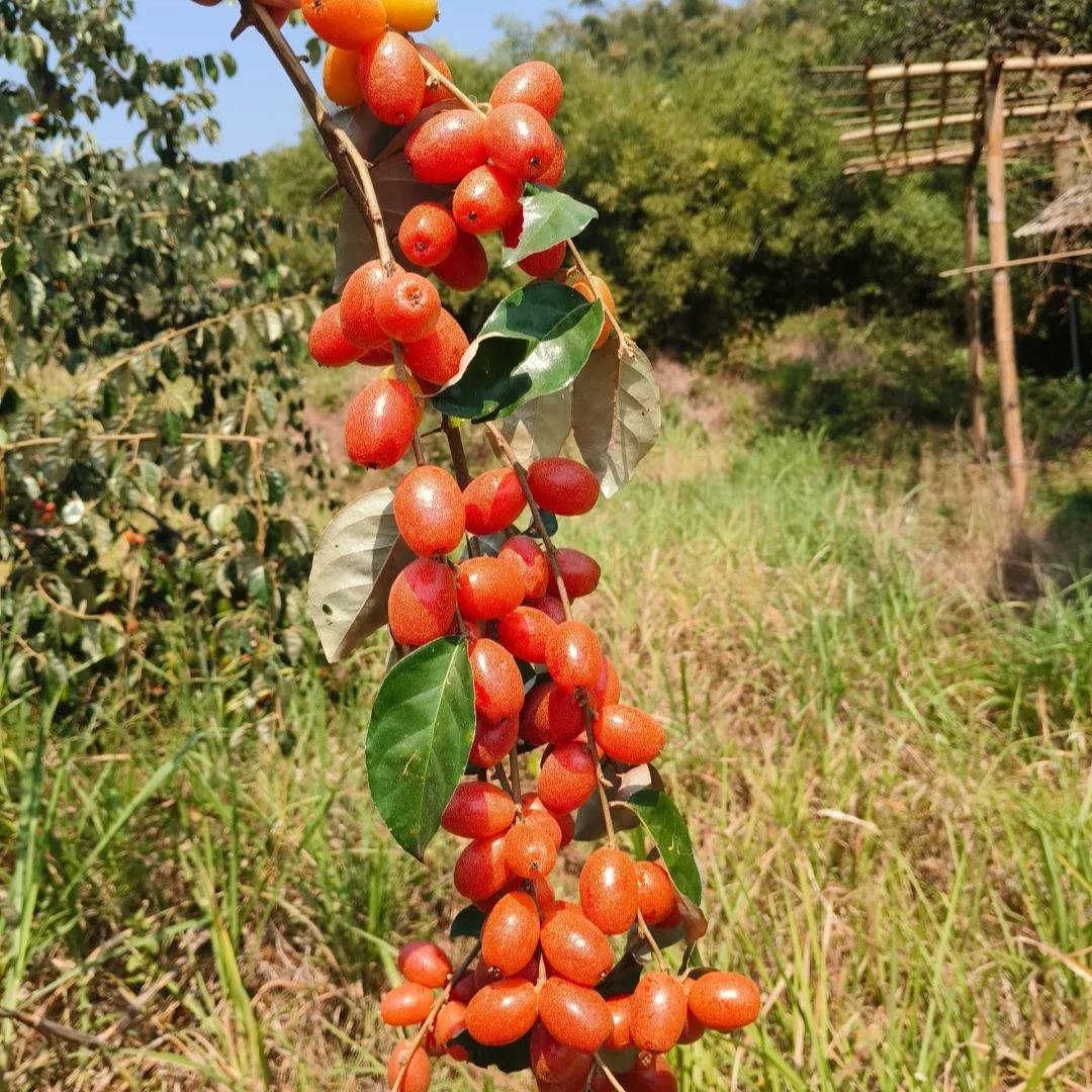 Elaeagnus Conferta Seeds