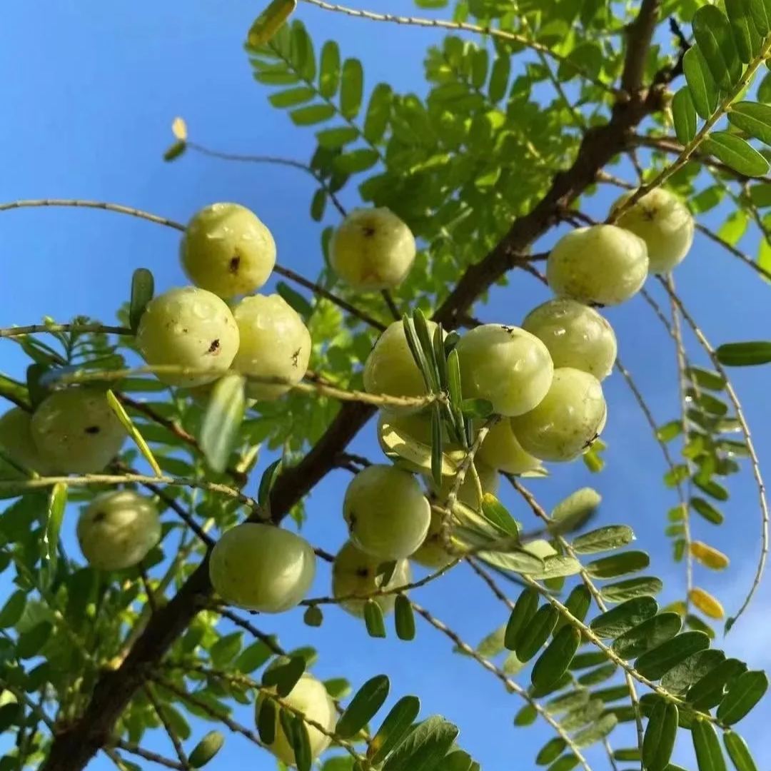 Red-Skinned Phyllanthus emblica