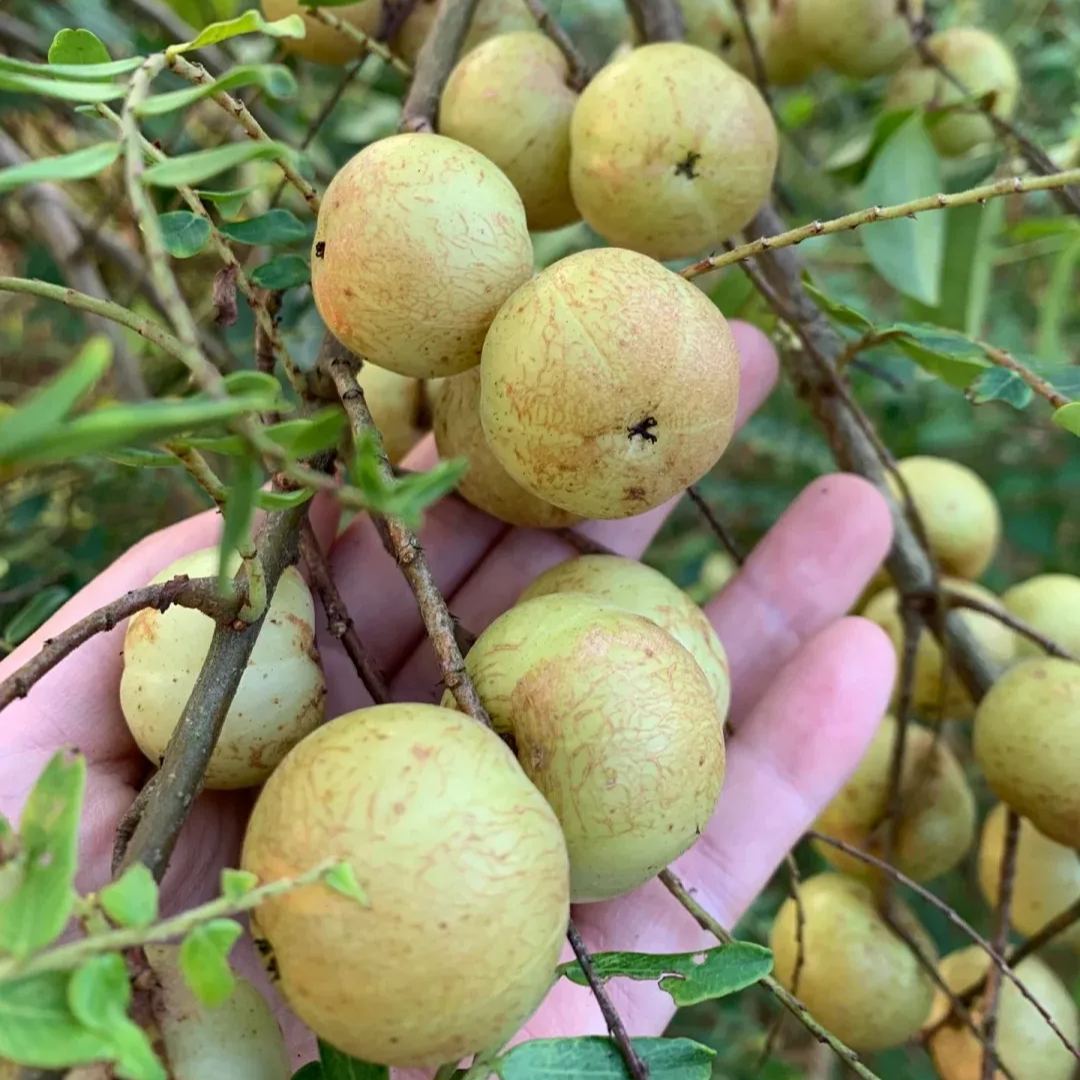Red-Skinned Phyllanthus emblica