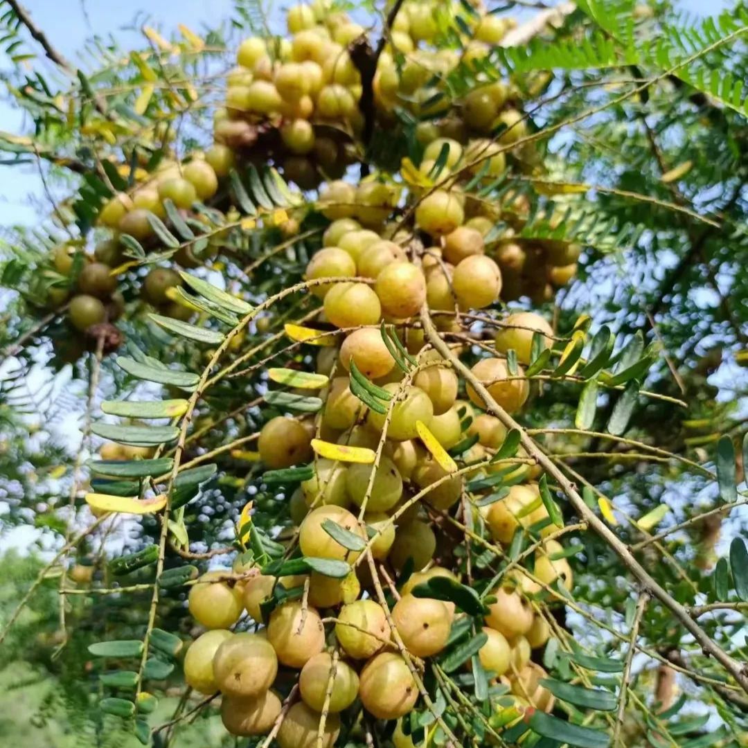 Red-Skinned Phyllanthus emblica