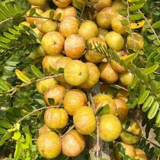 Red-Skinned Phyllanthus emblica
