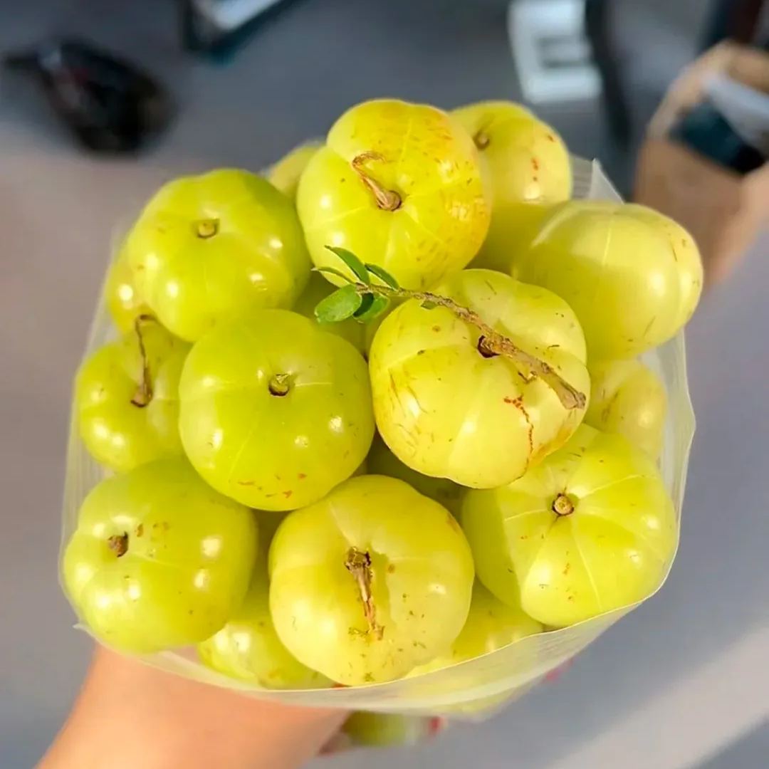 Red-Skinned Phyllanthus emblica