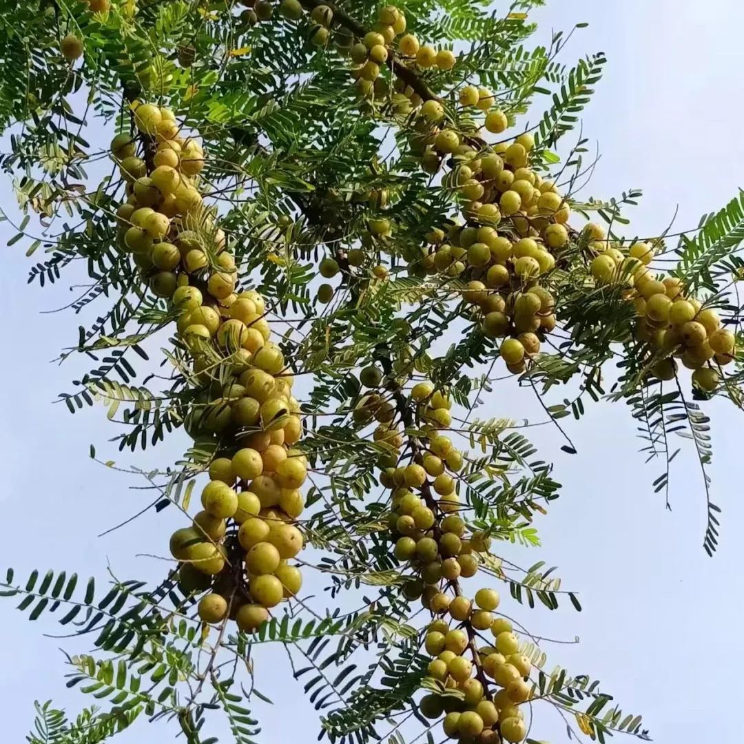 Red-Skinned Phyllanthus emblica