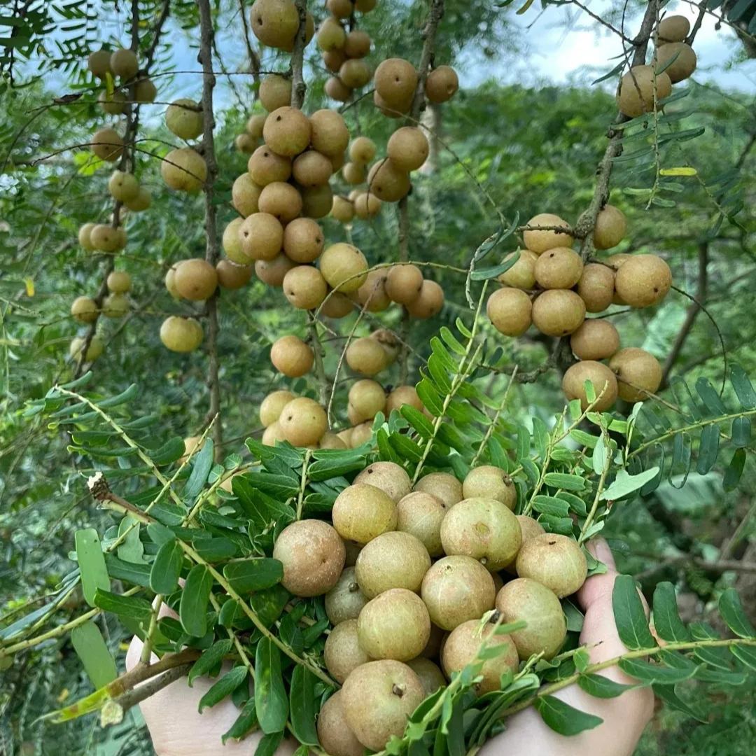 Red-Skinned Phyllanthus emblica