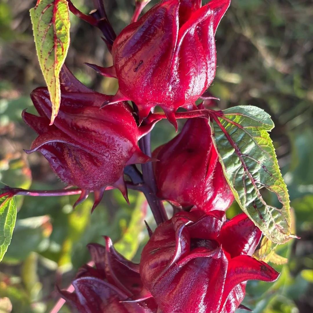 Roselle Hibiscus Seeds, Hibiscus Sabdariffa Seeds