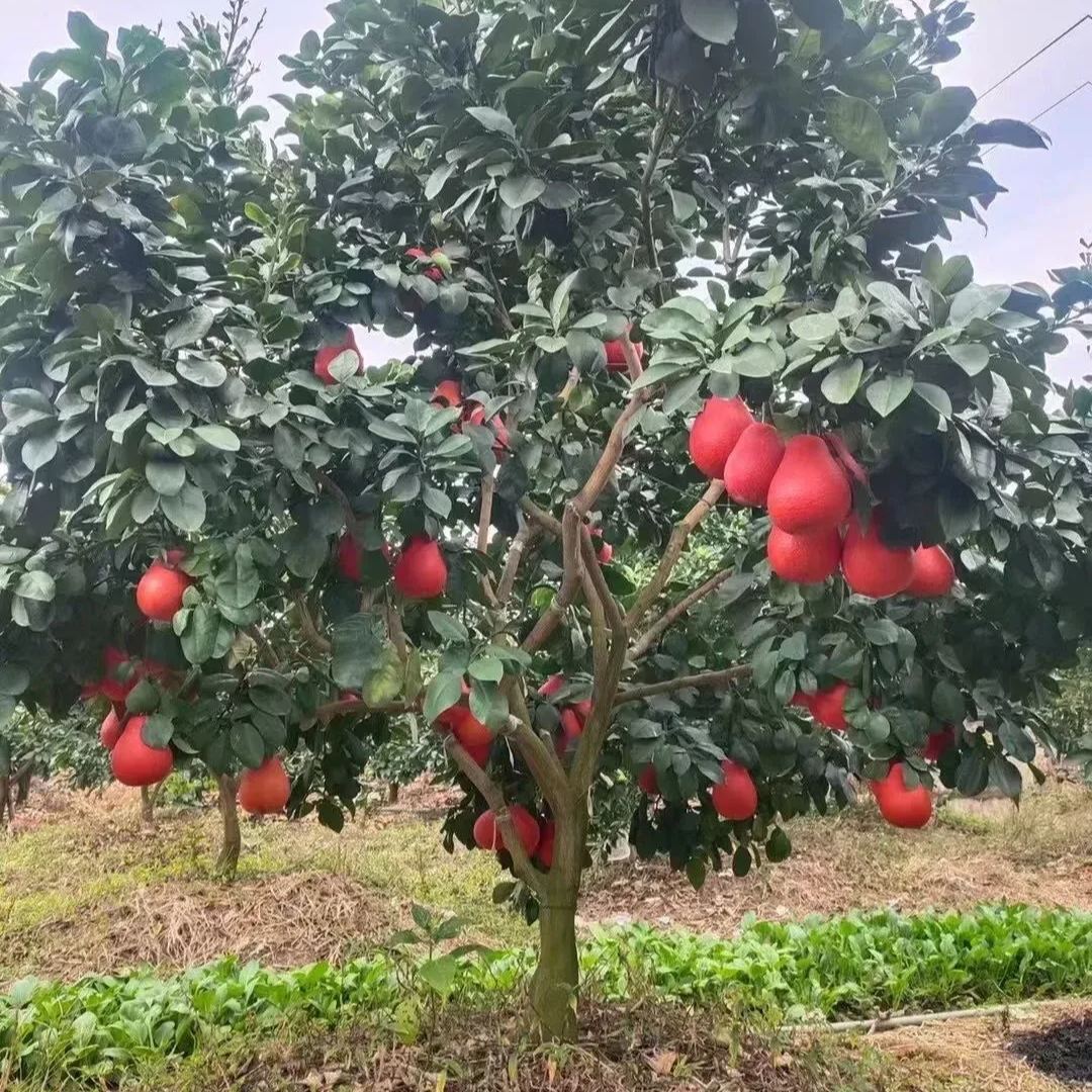 Sweet Red Pomelo Tree Seeds: Sweet, Juicy, & Fragrant Orange-Red Fruit! 🍊 🌿