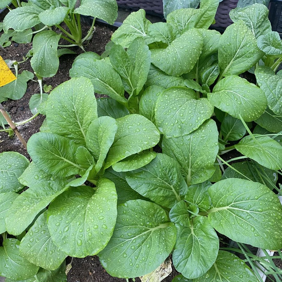 Four-Season Sweet Choy Sum Seeds
