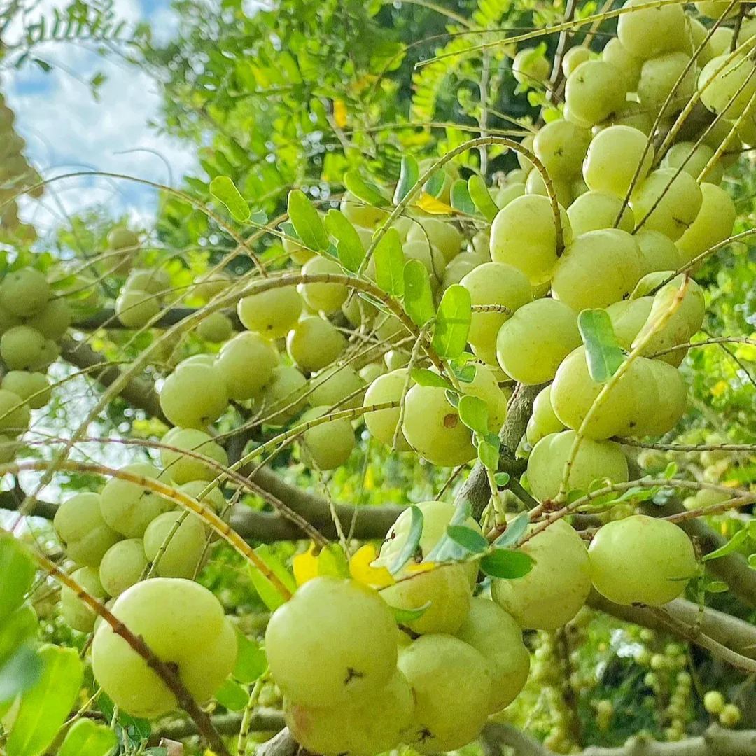 Red-Skinned Phyllanthus emblica