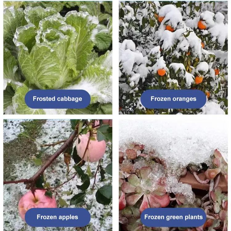 Plant Antifreeze Relieves Frost Damage, Prevents Freezing and Resists Severe Cold