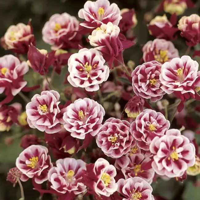 Aquilegia vulgaris 'Double Mix' Seeds