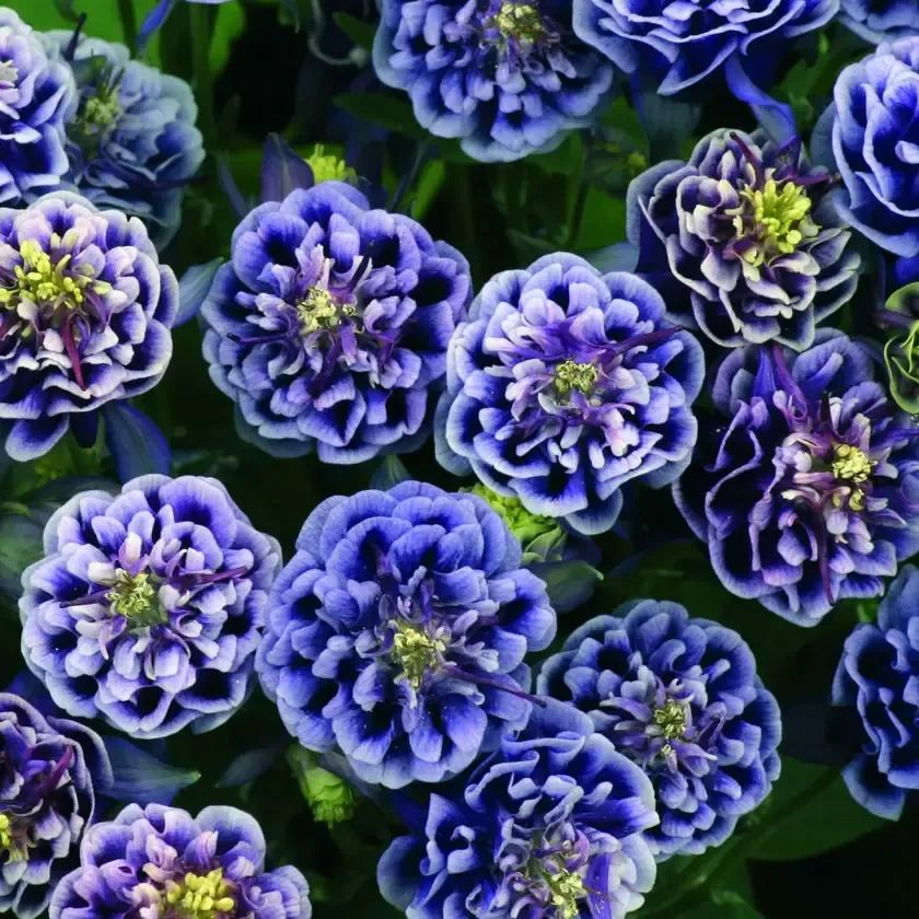 Aquilegia vulgaris 'Double Mix' Seeds