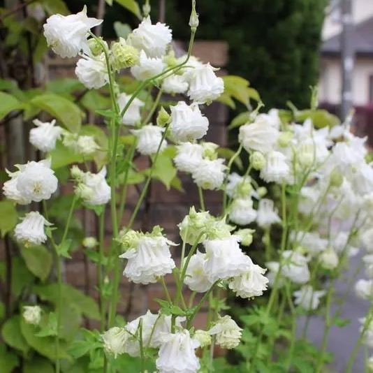 Aquilegia vulgaris 'Double Mix' Seeds