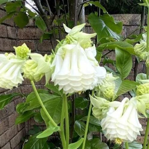 Aquilegia vulgaris 'Double Mix' Seeds