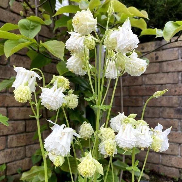 Aquilegia vulgaris 'Double Mix' Seeds