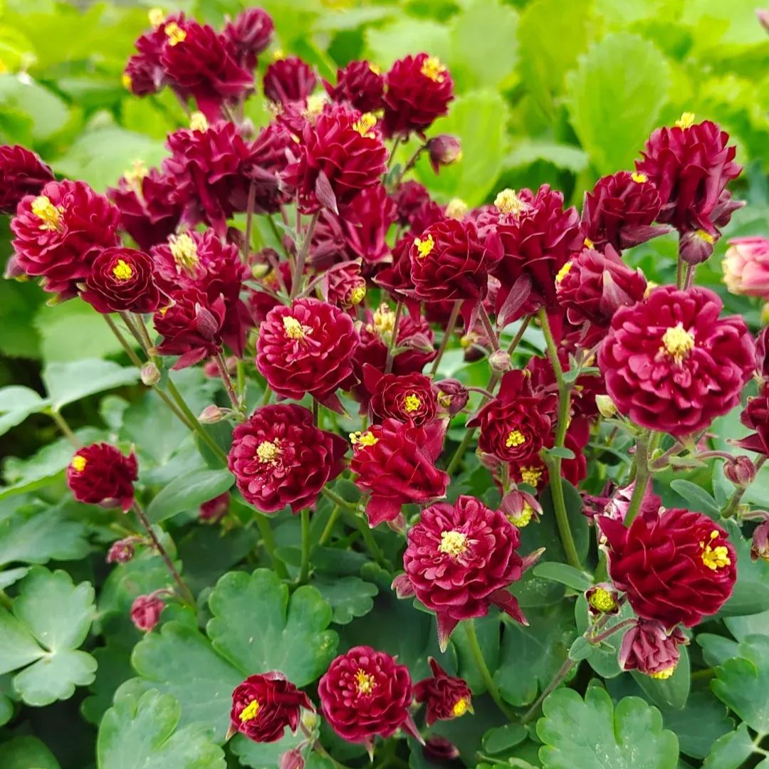 Aquilegia vulgaris 'Double Mix' Seeds