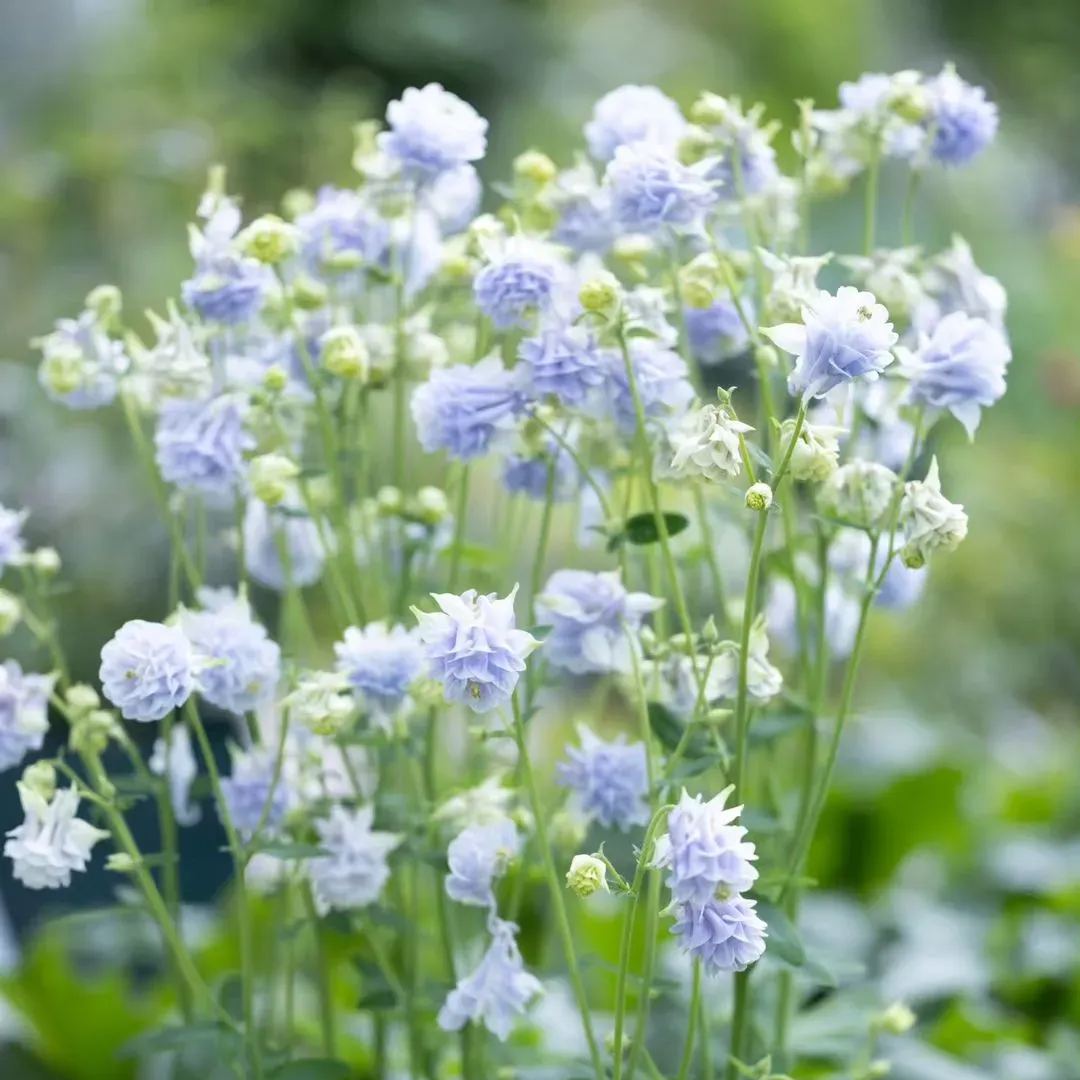 Aquilegia vulgaris 'Double Mix' Seeds
