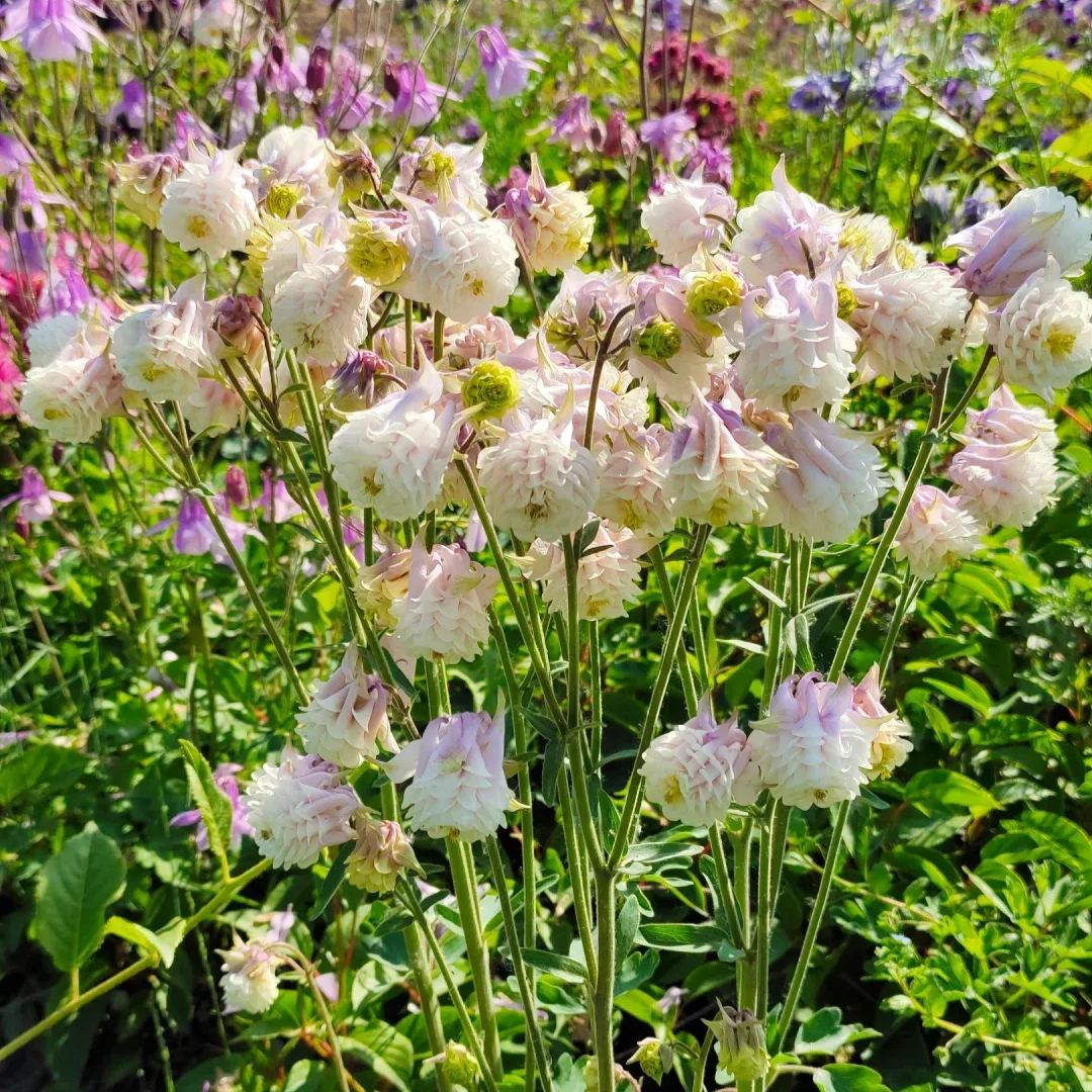Aquilegia vulgaris 'Double Mix' Seeds