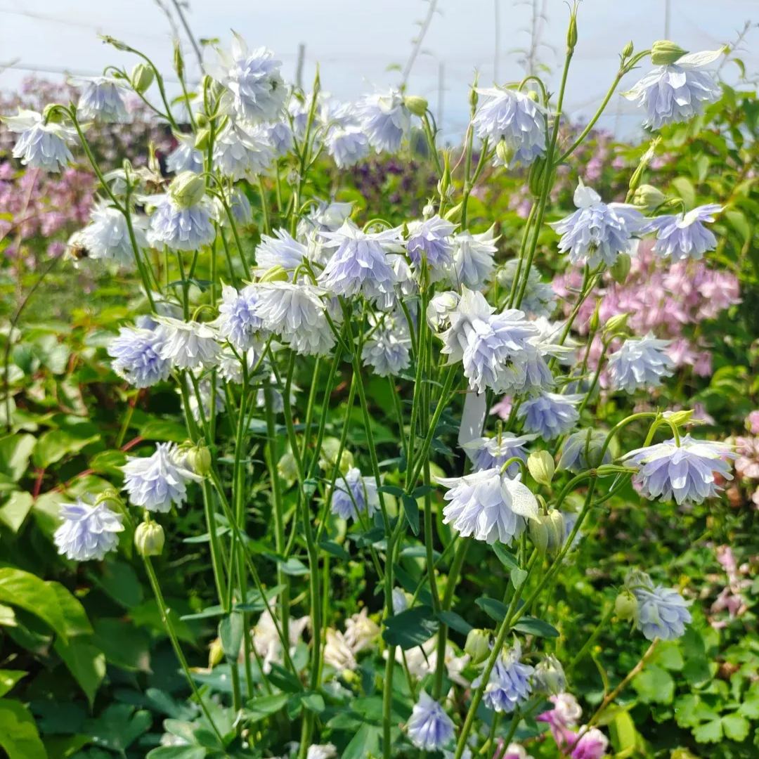 Aquilegia vulgaris 'Double Mix' Seeds